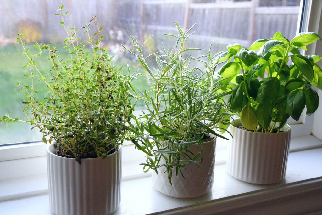 How to Set Up an Herb Garden in Your Kitchen